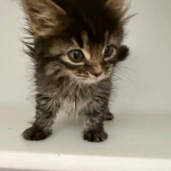 Razzle -  Domestic Medium Hair Cat for Adoption in Salt Lake City, Utah - Razzle | PetCurious