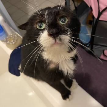 Rescue Domestic Short Hair Cats for Adoption in Woodstock, Virginia - Gideon Bowers | PetCurious