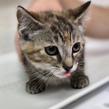 Rory -  Domestic Short Hair Cat Available for Adoption in Charleston, West Virginia - Rory | PetCurious