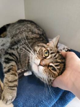 Tammy -  Domestic Short Hair Cat for Adoption in Hamilton, Ontario - Tammy | PetCurious