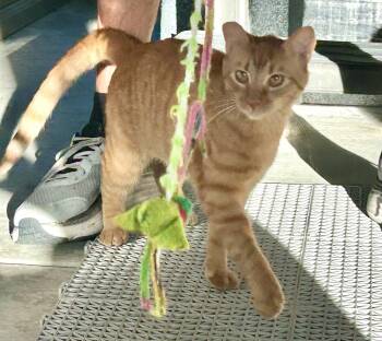 Copper -  Tabby and Domestic Short Hair Cat for Adoption in Vacaville, California - Copper | PetCurious