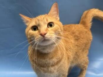 Samson -  Domestic Short Hair Cat for Adoption in Golden Valley, Minnesota - Samson | PetCurious