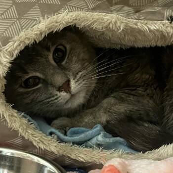Storm -  Domestic Short Hair Cat for Adoption in South Elgin, Illinois - Storm | PetCurious