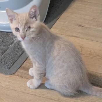 Spark -  Tabby Cat for Adoption in Grand Rapids, Michigan - Spark | PetCurious
