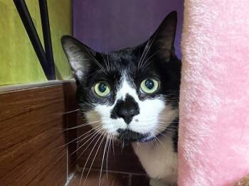 Domestic Short Hair Cats Available for Adoption - LUCKY | PetCurious