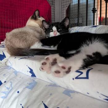 Spirit -  Domestic Short Hair Cat for Adoption in Sioux Falls, South Dakota - Spirit | PetCurious