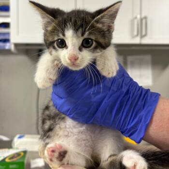 5 Dimple -  Domestic Short Hair Cat for Adoption in Puslinch, Ontario - 5 Dimple | PetCurious