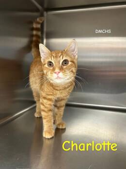 Domestic Short Hair Cats Available for Adoption in Burlington, Iowa - Charlotte | PetCurious