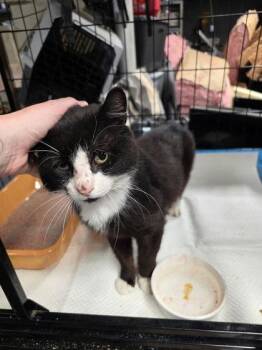 Mayor -  Domestic Short Hair Cat for Adoption in Berwick, Pennsylvania - Mayor | PetCurious