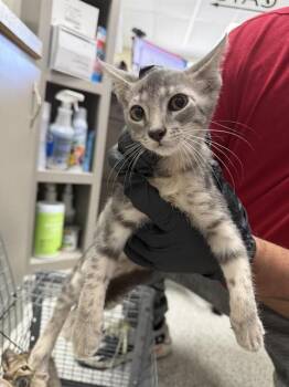 A187903 -  Domestic Short Hair Cat for Adoption in Pasadena, Texas - A187903 | PetCurious