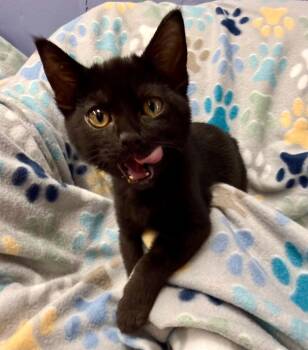 Inferno -  Domestic Short Hair Cat for Adoption in Belton, Missouri - Inferno | PetCurious
