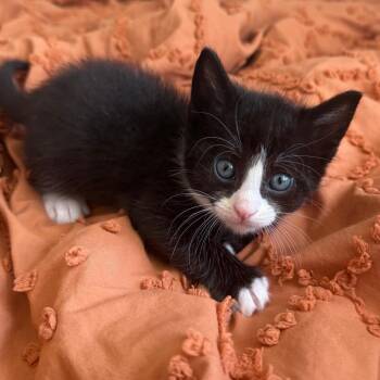 Oberon -  Domestic Short Hair Cat for Adoption - Oberon | PetCurious