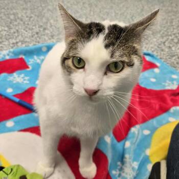 Rescue Domestic Short Hair Cats for Adoption in Watertown, Wisconsin - Iggy | PetCurious