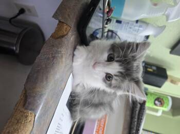 Rex -  Domestic Long Hair Cat for Adoption in Globe, Arizona - Rex | PetCurious