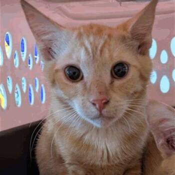 Tea -  Domestic Short Hair Cat for Adoption in New York, New York - Tea | PetCurious