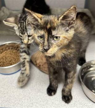 CLAMS -  Domestic Short Hair Cat for Adoption in Aliquippa, Pennsylvania - CLAMS | PetCurious
