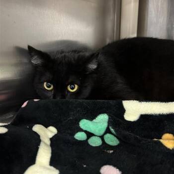 Domestic Short Hair Cats Available for Adoption in Salt Lake City, Utah - Wallaby | PetCurious