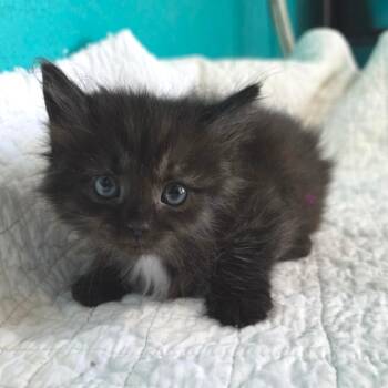 Domestic Long Hair Cats Available for Adoption in Jefferson City, Tennessee - Jean Grey | PetCurious