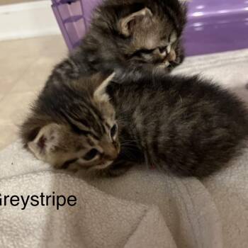 Greystripe -  Domestic Short Hair Cat for Adoption in Brownsboro, Alabama - Greystripe | PetCurious