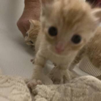 Domestic Short Hair Cats Available for Adoption in Volcano, Hawaii - Zelda | PetCurious
