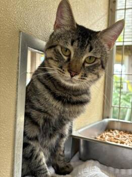 Weeble -  Domestic Short Hair Cat for Adoption in Honolulu, Hawaii - Weeble | PetCurious