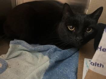 Domestic Short Hair Cats Available for Adoption - Yoda | PetCurious