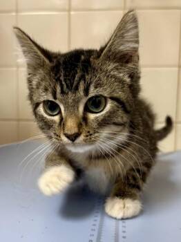 Cookie -  Domestic Short Hair Cat for Adoption in San Antonio, Texas - Cookie | PetCurious