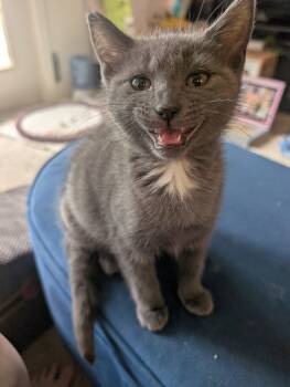 Caribou -  Domestic Short Hair Cat for Adoption in Herndon, Virginia - Caribou | PetCurious