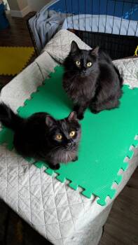 Frederick -  Domestic Medium Hair Cat for Adoption in St. Peters, Missouri - Frederick | PetCurious