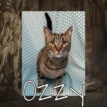 Domestic Short Hair Cats Available for Adoption in Royse City, Texas - Ozzy | PetCurious