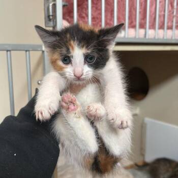 Mango -  Domestic Short Hair Cat for Adoption in Louisville, Kentucky - Mango | PetCurious