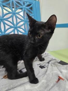 Filly -  Domestic Short Hair Cat for Adoption in Savannah, Georgia - Filly | PetCurious