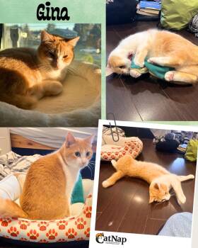 Gina -  Domestic Short Hair Cat for Adoption in Nanaimo, British Columbia - Gina | PetCurious