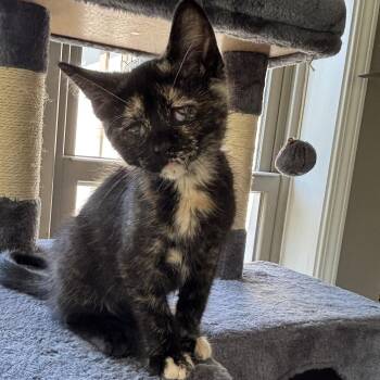 Brie -  Domestic Short Hair Cat for Adoption in Shorewood, Illinois - Brie | PetCurious
