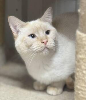 Rescue Siamese Cats for Adoption in Lee