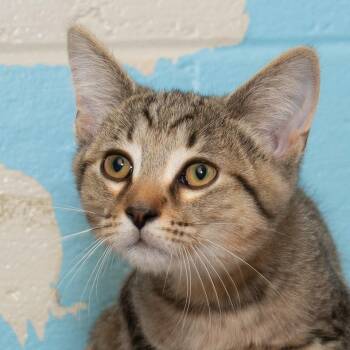Thyme -  Domestic Short Hair Cat Available for Adoption in Troy, Ohio - Thyme | PetCurious