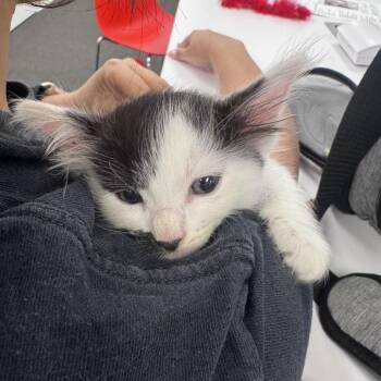 Annie Jones -  Domestic Short Hair Cat Available for Adoption in Beaumont, Texas - Annie Jones | PetCurious