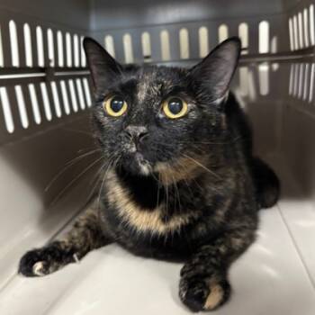 Rescue Domestic Short Hair Cats for Adoption in Fort Worth, Texas - Juliet | PetCurious