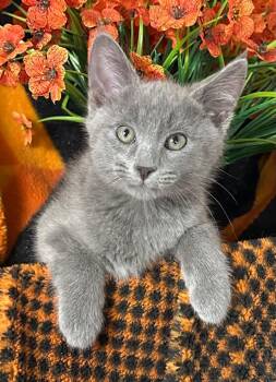 6/3/26 Lil -  Domestic Medium Hair Cat for Adoption in Stillwater, Oklahoma - 6/3/26 Lil | PetCurious