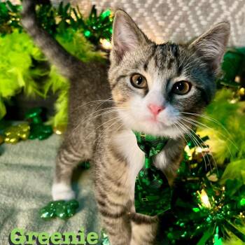 Greenie Beanie bonded with Stripes -  Domestic Short Hair Cat for Adoption in Carmel, Indiana - Greenie Beanie Bonded With Stripes | PetCurious
