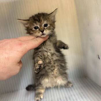 Domestic Short Hair Cats Available for Adoption in Pauls Valley, Oklahoma - Glamper | PetCurious