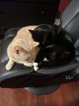 Rescue Domestic Short Hair Cats for Adoption in Acushnet, Massachusetts - Honey & Spooky | PetCurious