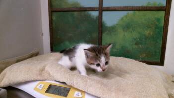 DAISY -  Domestic Short Hair Cat for Adoption in Houston, Texas - DAISY | PetCurious