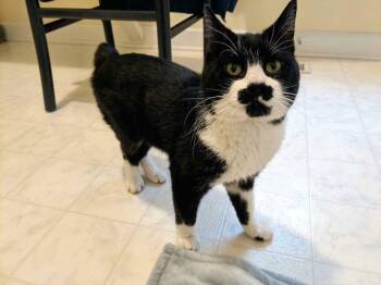 Menschie -  Manx and American Bobtail Cat for Adoption in Liberty, North Carolina - Menschie | PetCurious