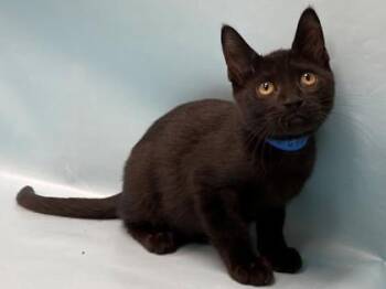 Rosie -  Domestic Short Hair Cat for Adoption in Minneapolis, Minnesota - Rosie | PetCurious