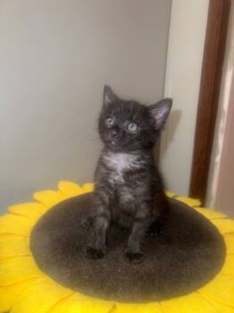 Rescue Domestic Long Hair Cats for Adoption in Wilmington, North Carolina - Nicola | PetCurious