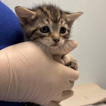 Freya the Purrveyor of Peace -  Domestic Short Hair Cat for Adoption in Wilmington, Delaware - Freya The Purrveyor Of Peace | PetCurious
