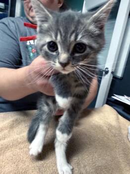 Domestic Medium Hair Cats Available for Adoption - Yoshimi | PetCurious