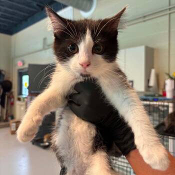 Woody -  Domestic Short Hair Cat for Adoption in Huntington, West Virginia - Woody | PetCurious