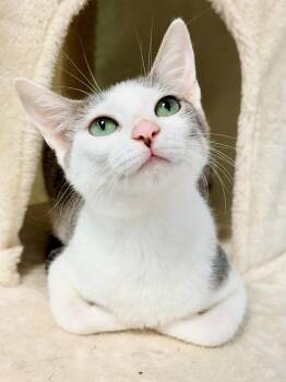 Nora -  Domestic Short Hair Cat for Adoption in Covington, Louisiana - Nora | PetCurious